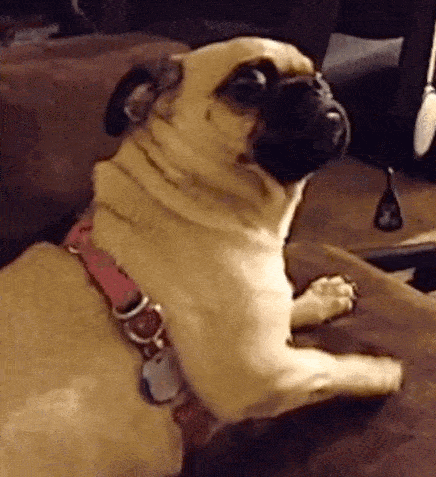 因为|还在说怀孕不能养狗？这两只柯基都进产房陪产啦