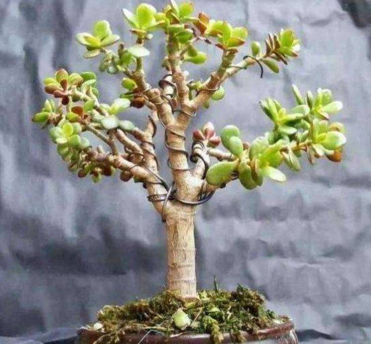原创养玉树掌握几个简单方法很快长成树状盆景
