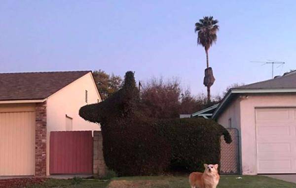 爱犬|邻居是爱犬狂粉「灌木丛剪成柯基」！　本尊合照飞机耳眼神颤抖