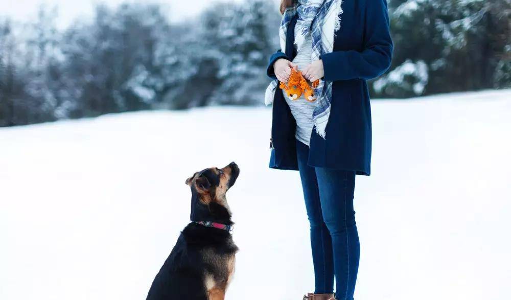 因为|还在说怀孕不能养狗？这两只柯基都进产房陪产啦