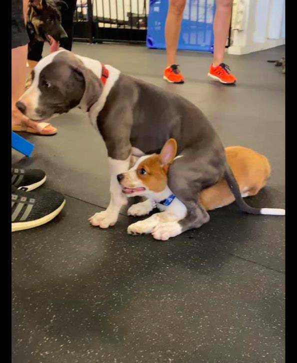 带着|柯基很喜欢钻别的狗狗身下，见一个钻一个，狗：天塌下来我不怕