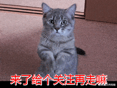 时间|不能这样养狗狗，你在缩短它的寿命