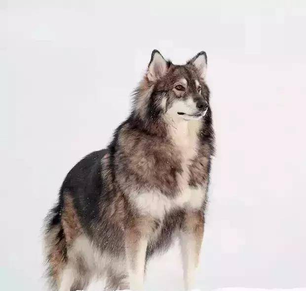 马尔济斯|确认过眼神, 是亲生儿子没有错!