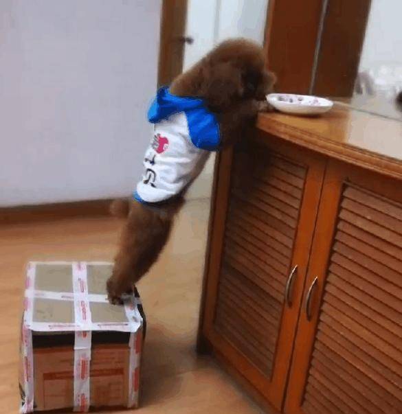 因为|桌上的早餐老是不翼而飞, 直到放了个监控拍下这幕, 主人懵了!