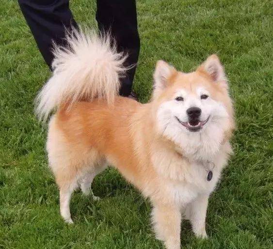 马尔济斯|确认过眼神, 是亲生儿子没有错!