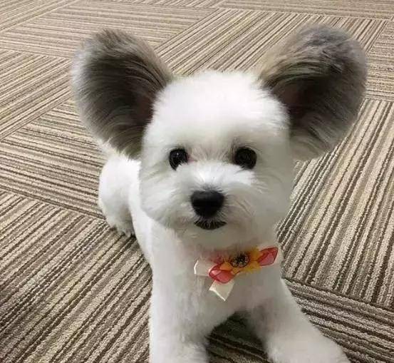 马尔济斯|确认过眼神, 是亲生儿子没有错!