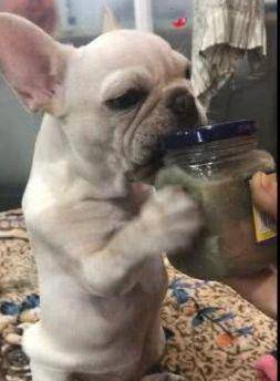 气味|小法斗不爱吃零食, 却偏爱臭豆腐, 抱着瓶子都口水直流!