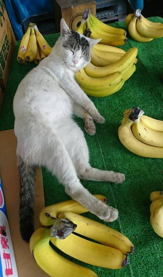 怎么养小猫最舒服 e282c9d84dde4ddc97ca3f3ad391904d.jpeg