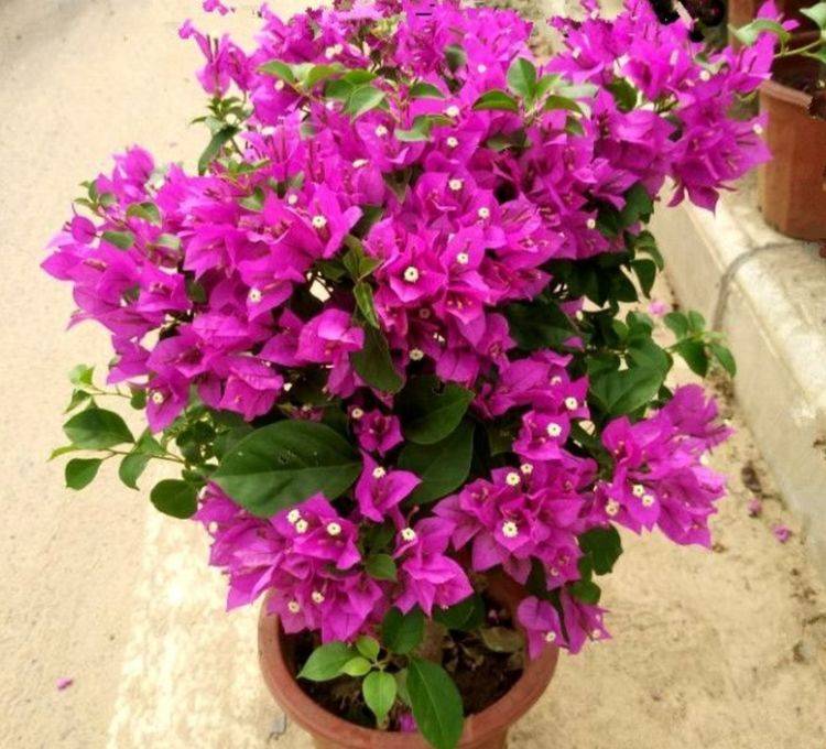 如何促进三角梅花芽分化 e48ab766070c4355b1935363b6ee8a5e.jpeg