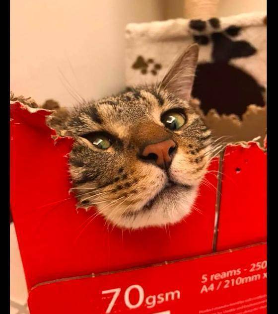 一只猫咪在箱子里 e4a629a4f2454fd589b10847d037f19d.jpeg