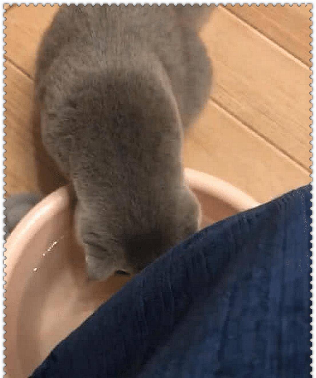 主人正在泡脚,蓝猫偷喝了一口洗脚水,觉得味道不对,直接崩溃了 主人正在泡脚,蓝猫偷喝了一口洗脚水,觉得味道不对,直接崩溃了