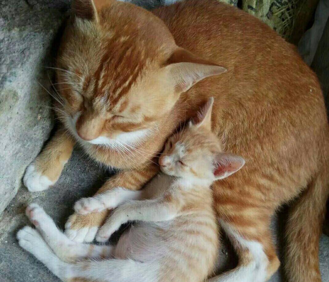 橘猫化身奶爸,实力宠娃,陪娃睡觉,看起来很温馨 橘猫化身奶爸,实力宠娃,陪娃睡觉,看起来很温馨