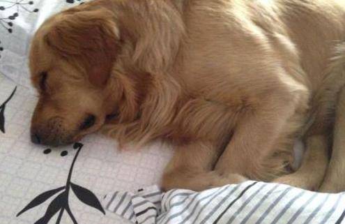 狗为啥喜欢挨着人睡 1e5ab23c03db4b3291c5494d32948b24.jpeg