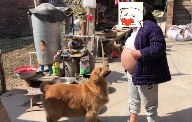 女主临产在即，看见主人露出大肚子后，金毛的动作实在太暖心了！