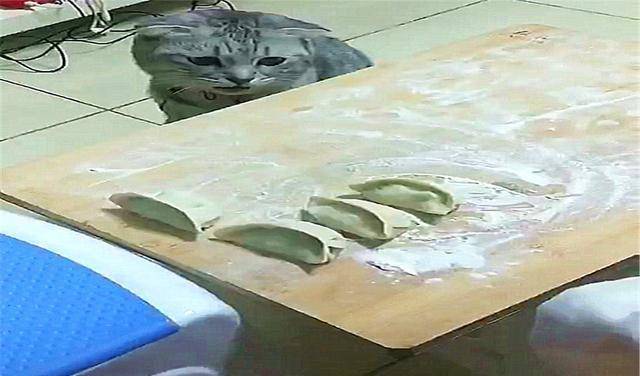 猫咪为了偷吃饺子，掩耳盗铃都用上了