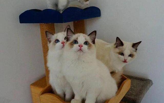 挑选猫咪时，请你牢记这5点，不然会被坑