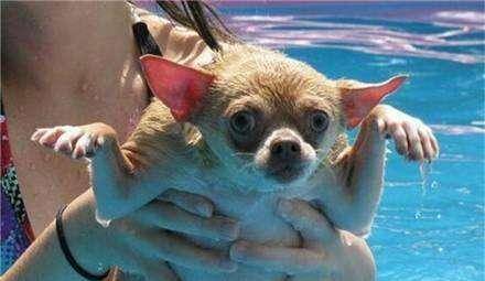 观点评论|想让狗狗洗澡不反抗?4个小技巧,让汪星人秒变乖星人!