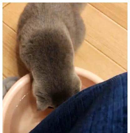 因为|洗脚时发现蓝猫在喝水，觉得奇怪，看清楚它的表情后，瞬间笑翻了