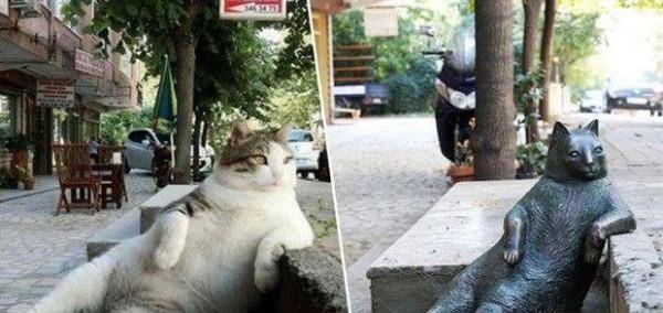 公交车上老爷爷抱着猫咪的画面，很快传遍全世界，看了真的能治愈