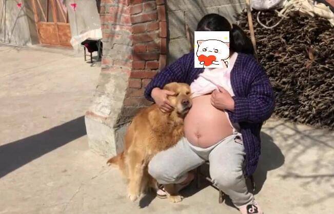 女主临产在即，看见主人露出大肚子后，金毛的动作实在太暖心了！
