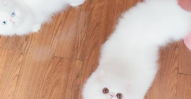 因为|2岁加菲猫难过不吃饭，只因为被主人遗弃，幸好有这样的结果