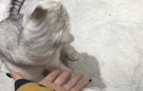 主人趁猫咪正在风干,偷偷撩了别的猫,一回头瞬间不知所措! 主人趁猫咪正在风干,偷偷撩了别的猫,一回头瞬间不知所措!