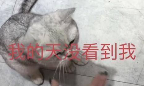 主人趁猫咪正在风干,偷偷撩了别的猫,一回头瞬间不知所措! 主人趁猫咪正在风干,偷偷撩了别的猫,一回头瞬间不知所措!