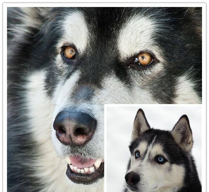 虽然长得都像狼 可是我们真的不一样 哈士奇