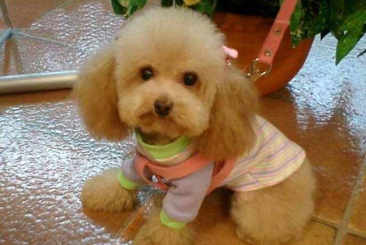 因为|4种饲养数量最多的犬种，柯基上榜，最后一种养的人越来越少