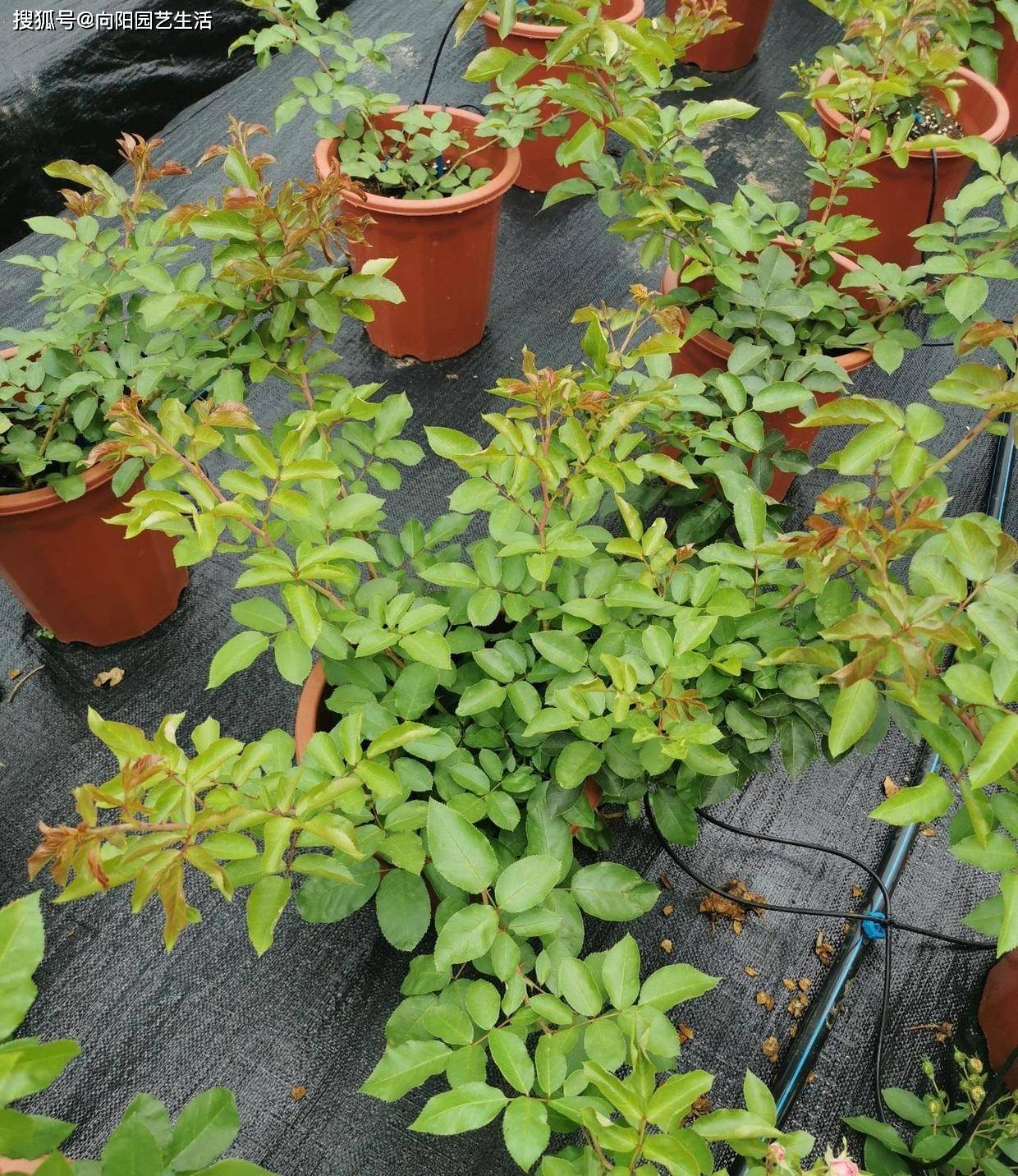 原创蔷薇月季"胭脂扣",适合种在庭院里,生长速度很快,花量还很大