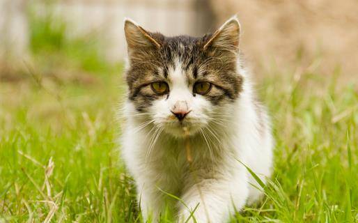 一孕傻三年?猫妈妈以为自己已生产,叼着小猫四处晃悠 一孕傻三年?猫妈妈以为自己已生产,叼着小猫四处晃悠
