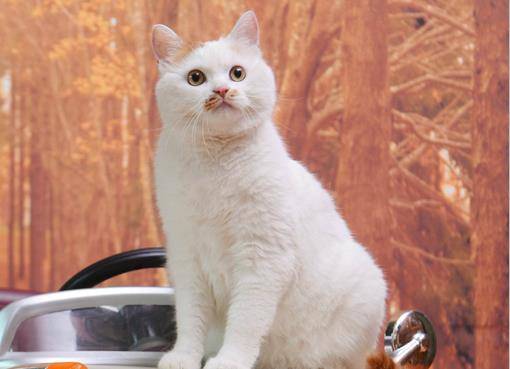 猫咪也会拆家?宠主要收好这3样东西,小心喵星人蠢蠢欲动 猫咪也会拆家?宠主要收好这3样东西,小心喵星人蠢蠢欲动