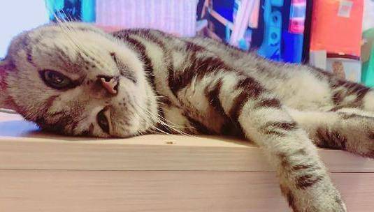 为了清凉将猫咪剃光光？喵摆出臭脸质问，这让我怎么出门见人啊
