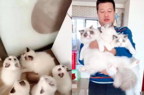 家里的布偶猫太多,上厕所都是一件难事,网友:行走的“人民币” 家里的布偶猫太多,上厕所都是一件难事,网友:行走的“人民币”