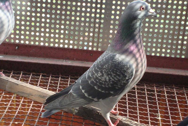 b1f2dc08149d48628a51c067632f1b4b.jpeg