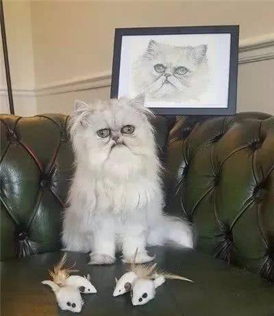 天生自带表情包的猫咪，长相十分奇特，深入了解之后让人意外！