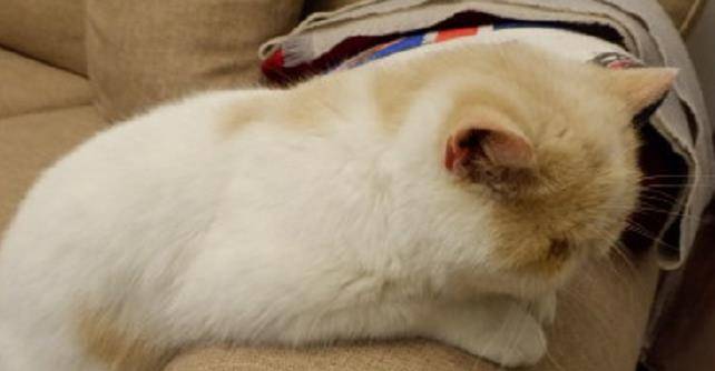 因为|2岁加菲猫难过不吃饭，只因为被主人遗弃，幸好有这样的结果