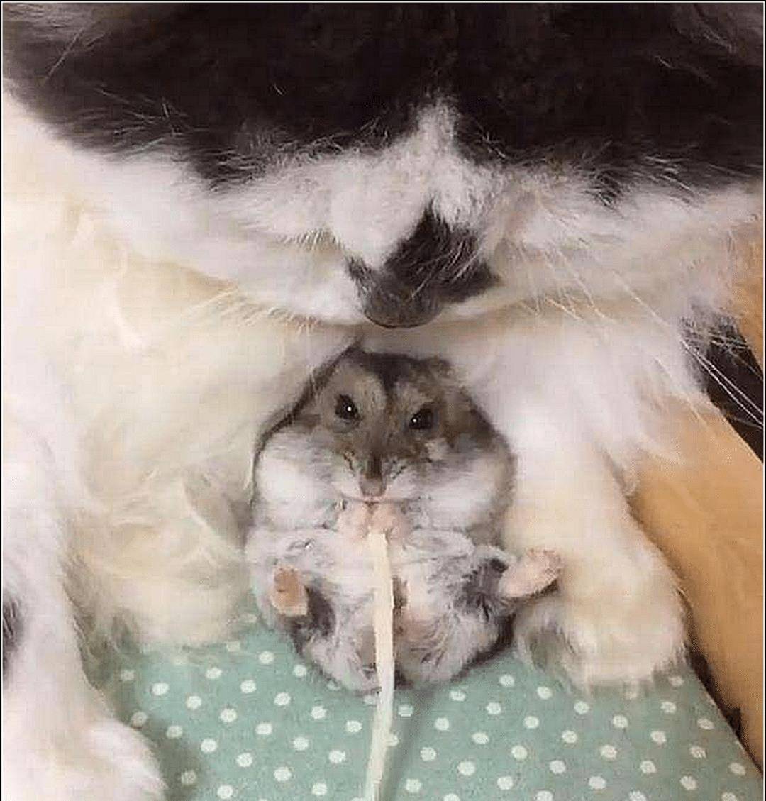 女主下班回家,发现猫咪抱着东西玩,觉得奇怪,走近一看被萌翻了 女主下班回家,发现猫咪抱着东西玩,觉得奇怪,走近一看被萌翻了