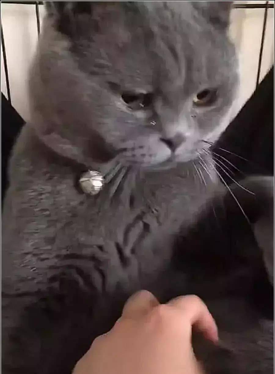 女主骗蓝猫绝育 回来后拉着它的手道歉 结果猫咪直接泪崩了 宠界新闻