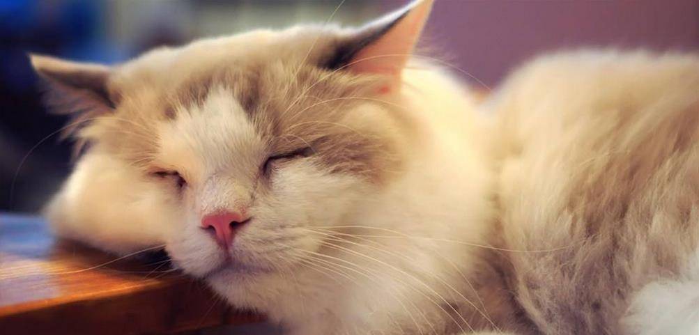 怎么看小猫是否怀孕 dbf06a96bc8140c0a5f165bc122e7047.jpeg