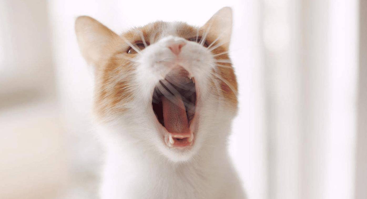猫咪|盘点四种撸起来手感超好的喵星人，看看你家的猫咪上榜了没？