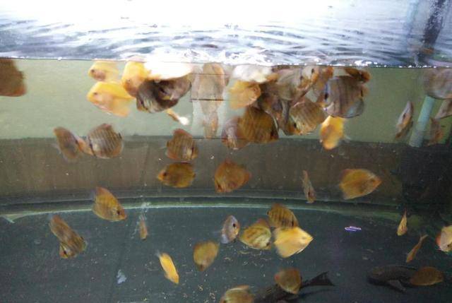 怎么养鱼视频 e626a20cfcc94c27a54dc3eb5fa039a0.jpeg