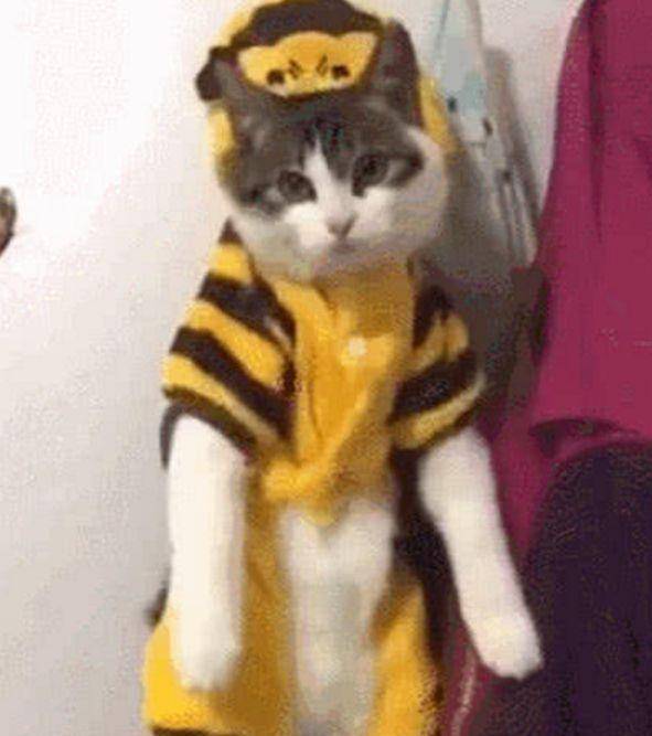 主人拖地被猫咪弄脏，无奈将它挂墙壁上，这小眼神瞬间绝了！