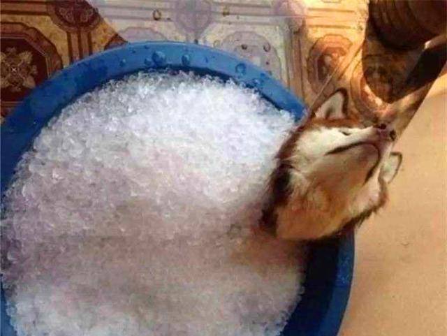 哈士奇咬坏铲屎官冰箱,主人将其埋在冰块里,二哈智商瞬间上线! 哈士奇咬坏铲屎官冰箱,主人将其埋在冰块里,二哈智商瞬间上线!