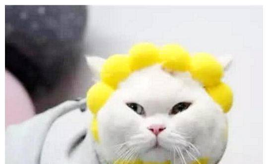 女子给猫买了头套，幻想中的买家秀
