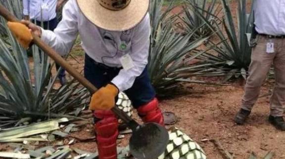 龙舌|龙舌兰果8年才成熟一次，一个能长到上百斤，酿出的味道堪称顶级