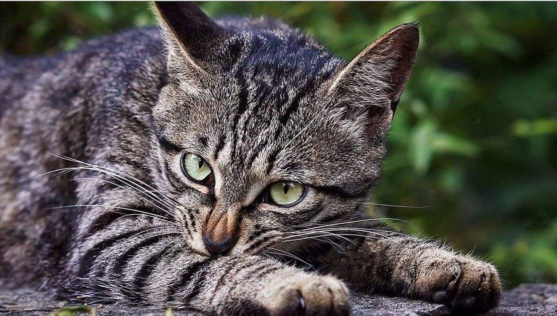 都说我国的狸花猫弱 外国猫强 看完后 你还会这样觉得吗 性格