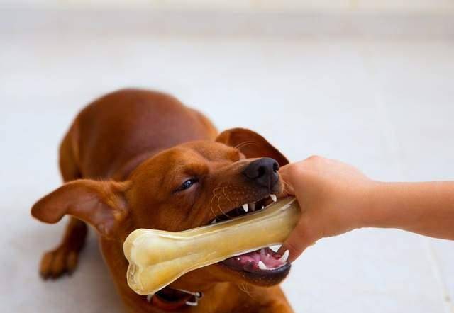 肉类|适合狗狗吃的6款“零食”，好吃还不贵！