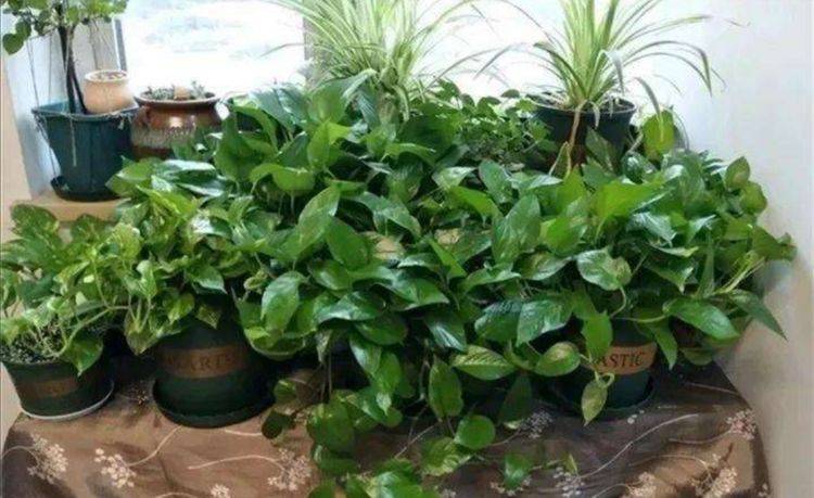 盆栽花卉种植技巧 595b621229a847e8b9fccd4e8237a565.jpeg