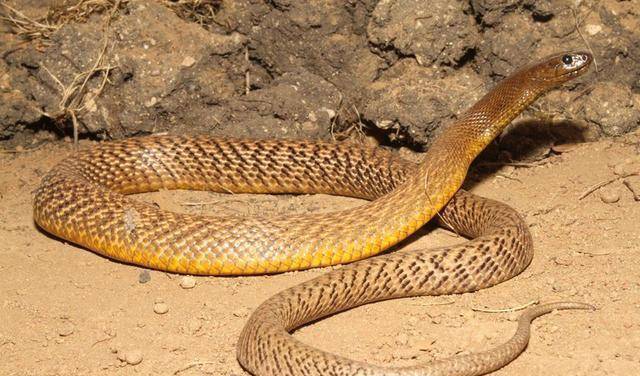 世界上最毒的蛇 看着就觉得十分的恐怖 能毒死吨猎物